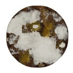 TECHNICLE - VALHALLAN BLIZZARD