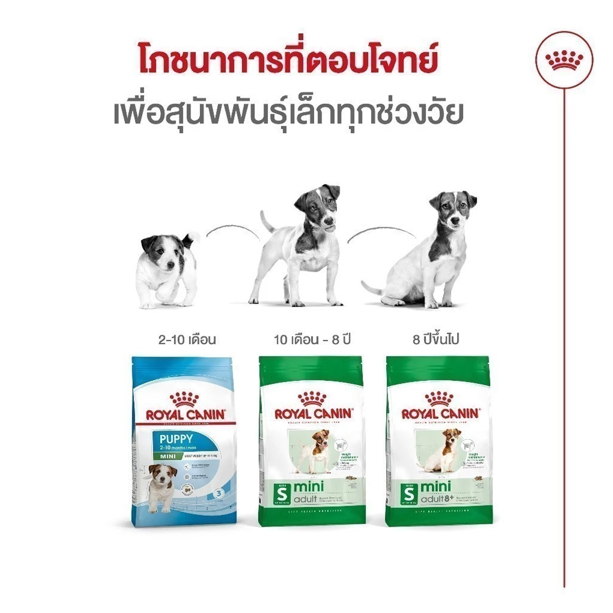 Royal Canin Mini Adult 8+ 800g อาหารเม็ดสุนัขสูงวัย พันธุ์เล็ก อายุ 8 ปีขึ้นไป (Dry Dog Food, โรยัล คานิน)