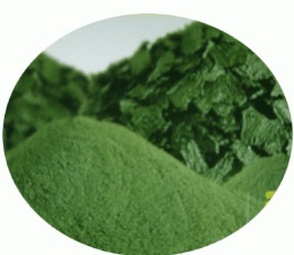 สาหร่ายเกลียวทอง สไปรูลิน่า เกรดอาหารสัตว์ Spirulina (Feed grade)