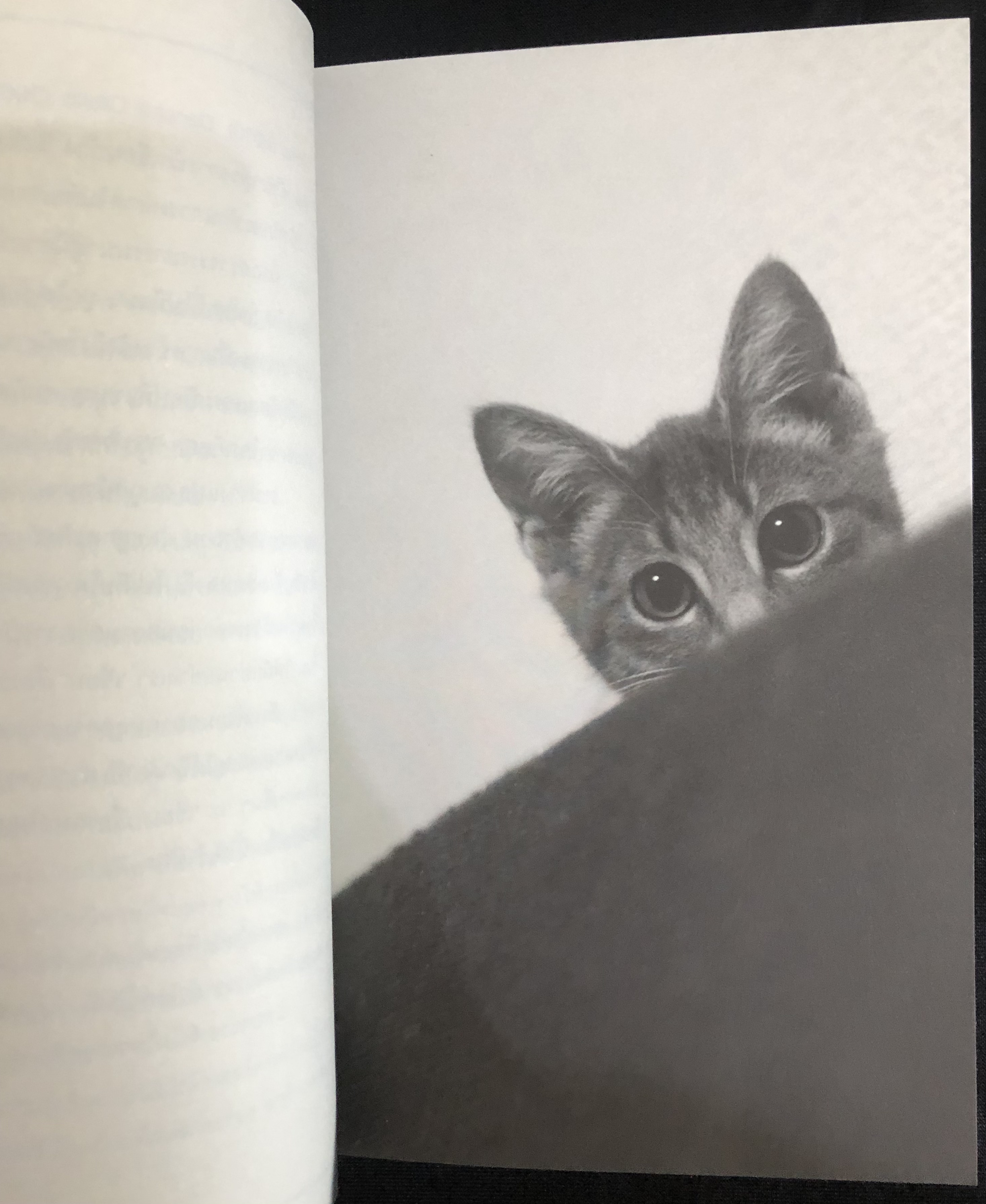 ถ้าโลกนี้ไม่มีแมว If Cats Disappeared From The World