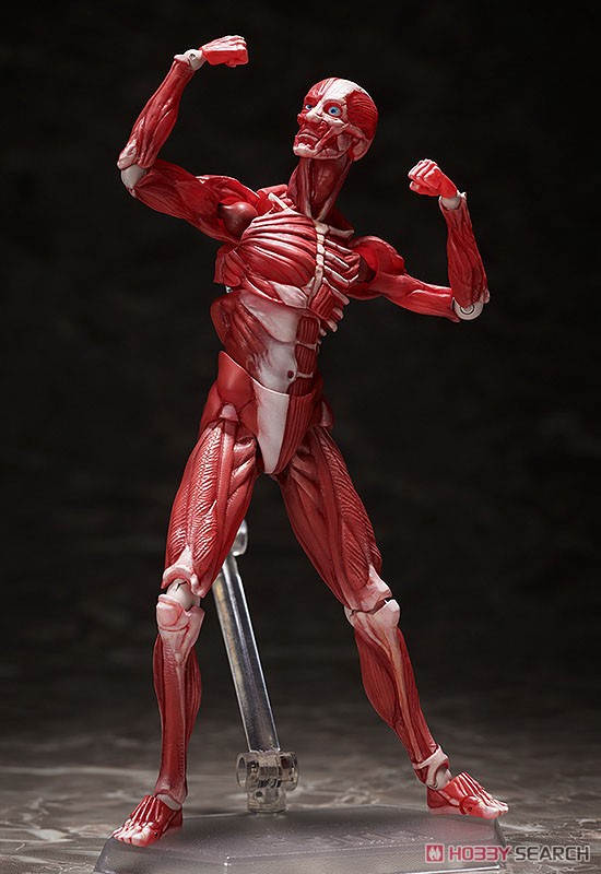 <Preorderถึง 24/9/2021>🔔เปิดรับPreorder มัดจำ400บาท figma Human Anatomical Model (PVC Figure)