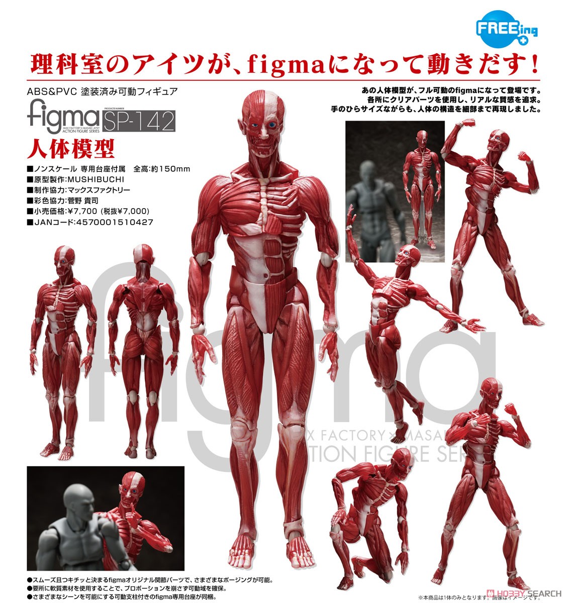 <Preorderถึง 24/9/2021>🔔เปิดรับPreorder มัดจำ400บาท figma Human Anatomical Model (PVC Figure)