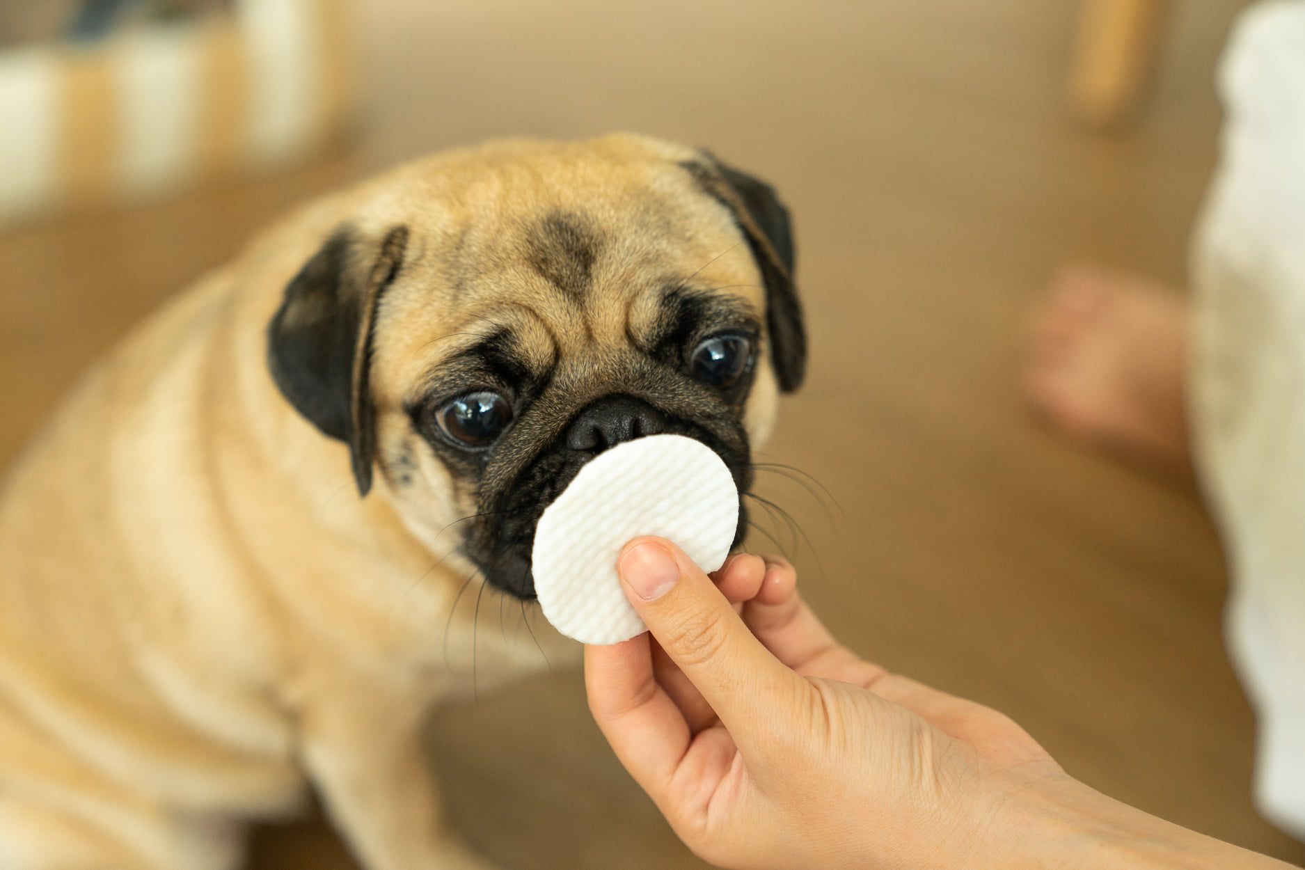 Hajiko X Catory ทิชชูเปียกเช็ดคราบน้ำตา *อ่อนโยน *ปลอดภัย *ยับยั้งเชื้อแบคทีเรีย