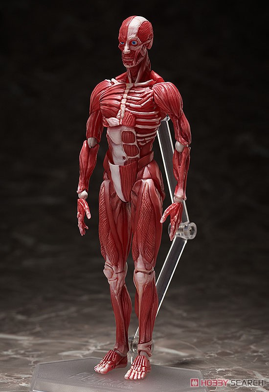 <Preorderถึง 24/9/2021>🔔เปิดรับPreorder มัดจำ400บาท figma Human Anatomical Model (PVC Figure)