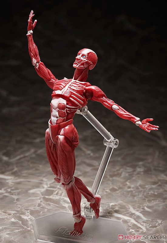 <Preorderถึง 24/9/2021>🔔เปิดรับPreorder มัดจำ400บาท figma Human Anatomical Model (PVC Figure)