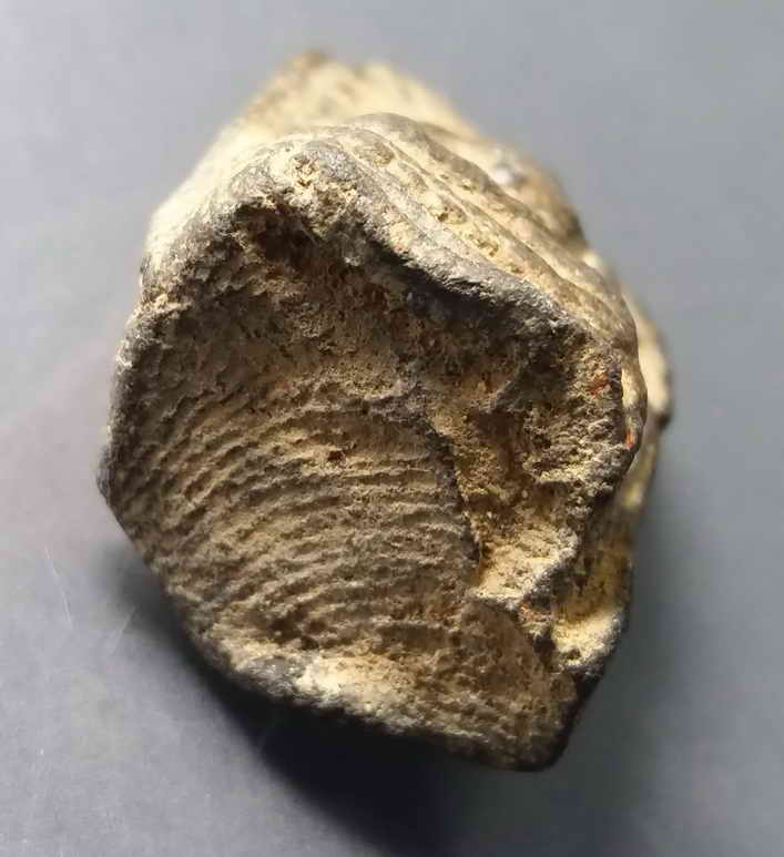 รหัสสินค้า พระกรุ 008 พระคง ทรงพระบาง จ.ลำพูน เนื้อเขียวหินครก