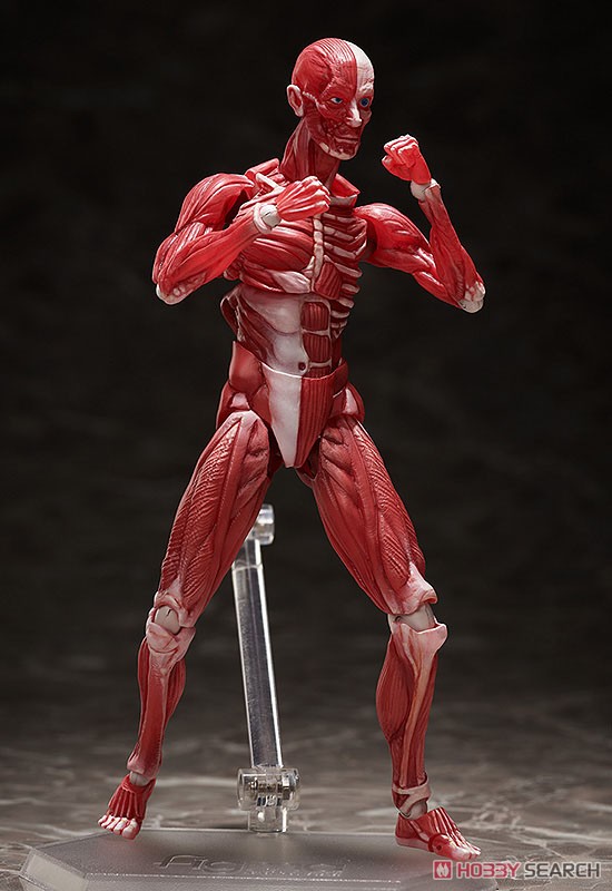 <Preorderถึง 24/9/2021>🔔เปิดรับPreorder มัดจำ400บาท figma Human Anatomical Model (PVC Figure)
