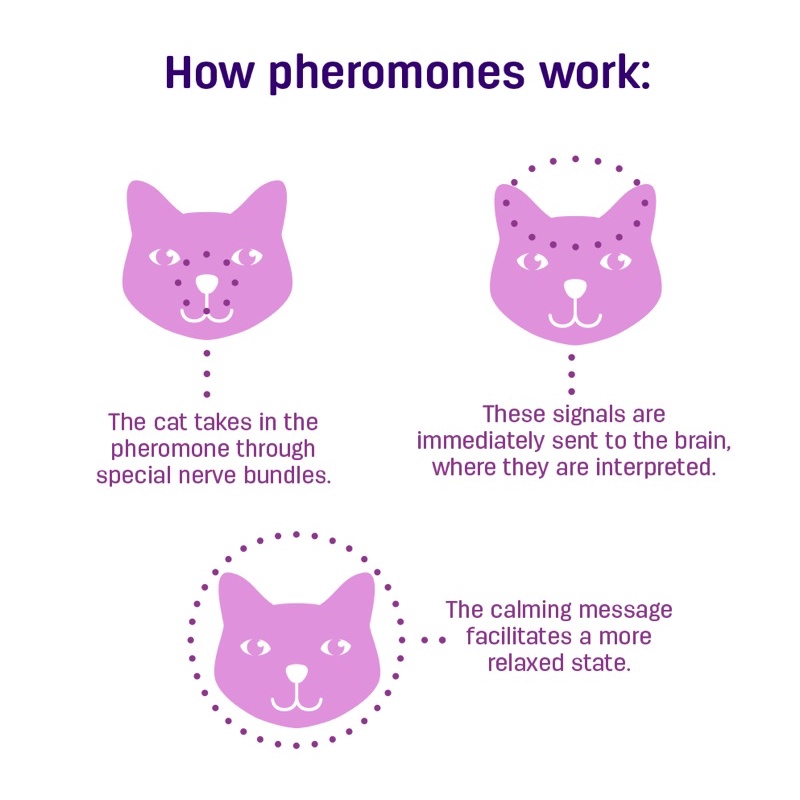 FELIWAY สเปรย์สยบอารมณ์ ฟีโรโมนสังเคราะห์