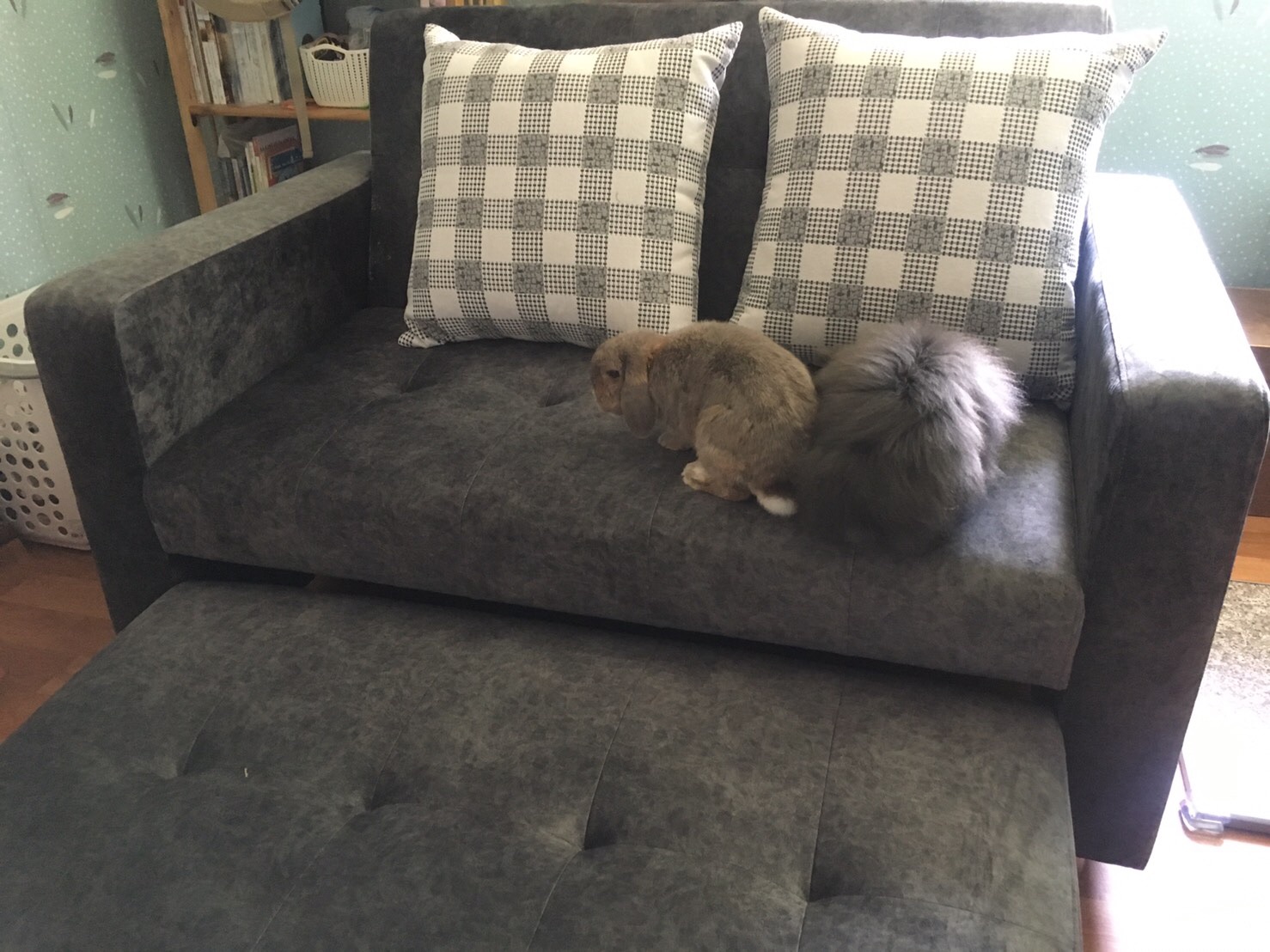 โซฟาเบด TriO mini 145 cm