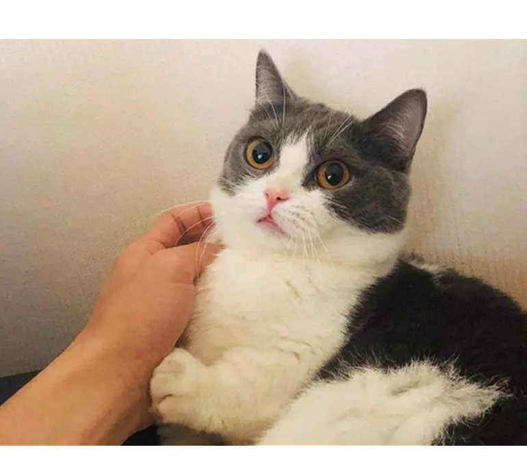 หมอนตุ๊กตาน้องถั่ว แมวของเซียวจ้าน