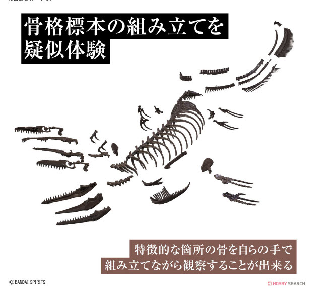 <Preorder ปิดรับวันที่ 2/4/2023>> 🔔เปิดรับPreorder มัดจำ 100 บาท Imaginary Skeleton Mosasaurus (Plastic model)