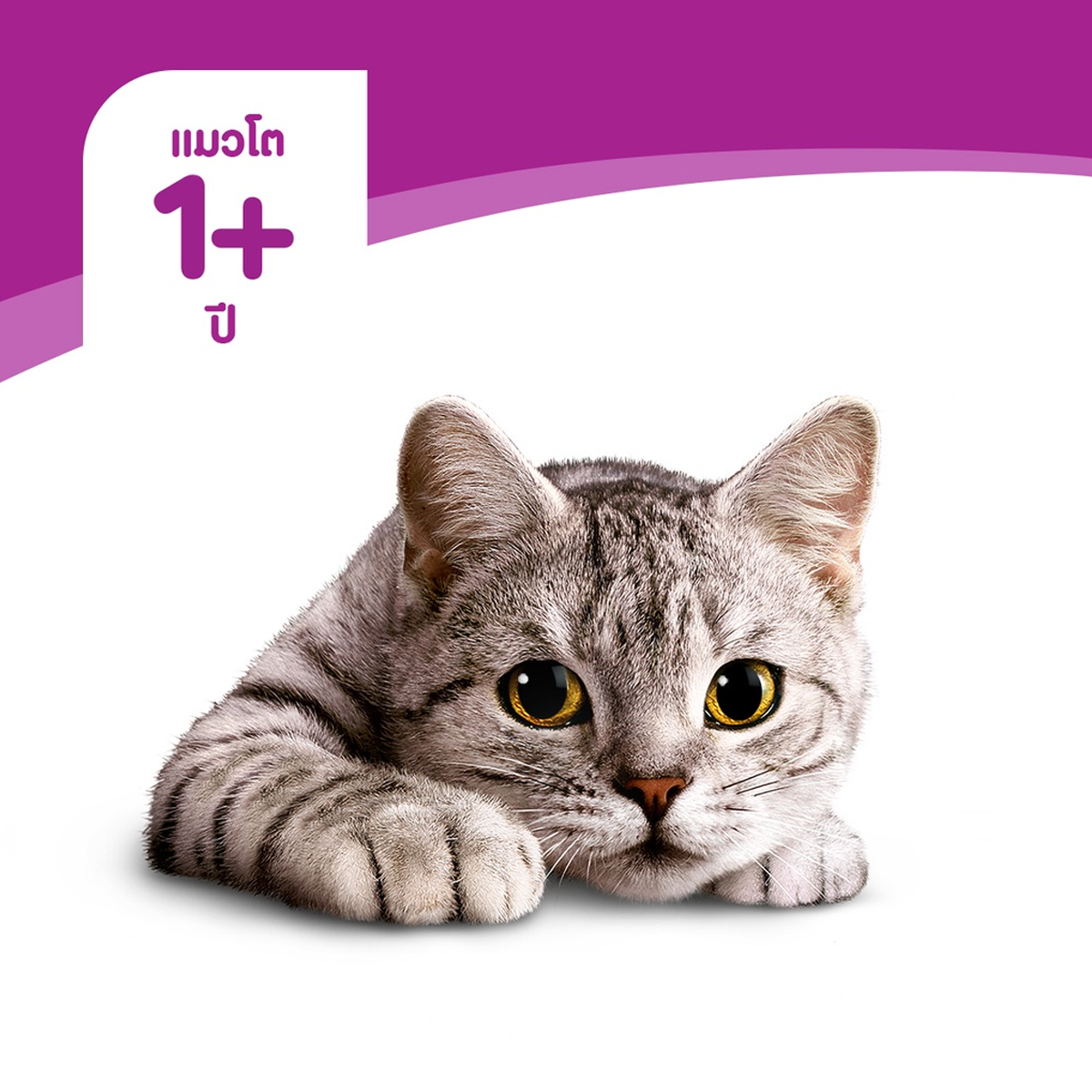 WHISKAS วิสกัส อาหารแมวชนิดเปียก เพาซ์มัลติแพค ขนาด 80 กรัม X 12 ซอง