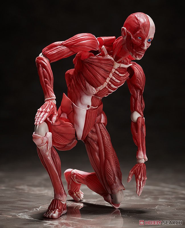 <Preorderถึง 24/9/2021>🔔เปิดรับPreorder มัดจำ400บาท figma Human Anatomical Model (PVC Figure)