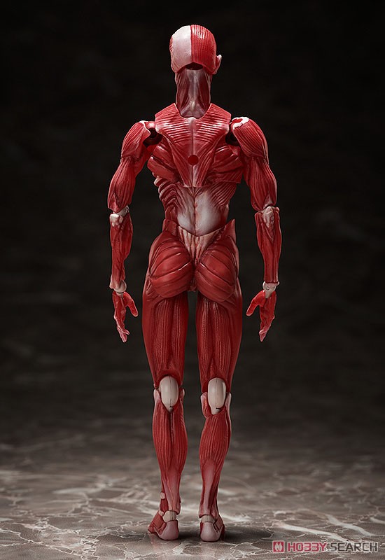 <Preorderถึง 24/9/2021>🔔เปิดรับPreorder มัดจำ400บาท figma Human Anatomical Model (PVC Figure)