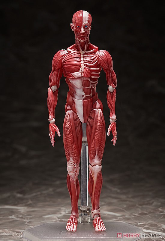 <Preorderถึง 24/9/2021>🔔เปิดรับPreorder มัดจำ400บาท figma Human Anatomical Model (PVC Figure)