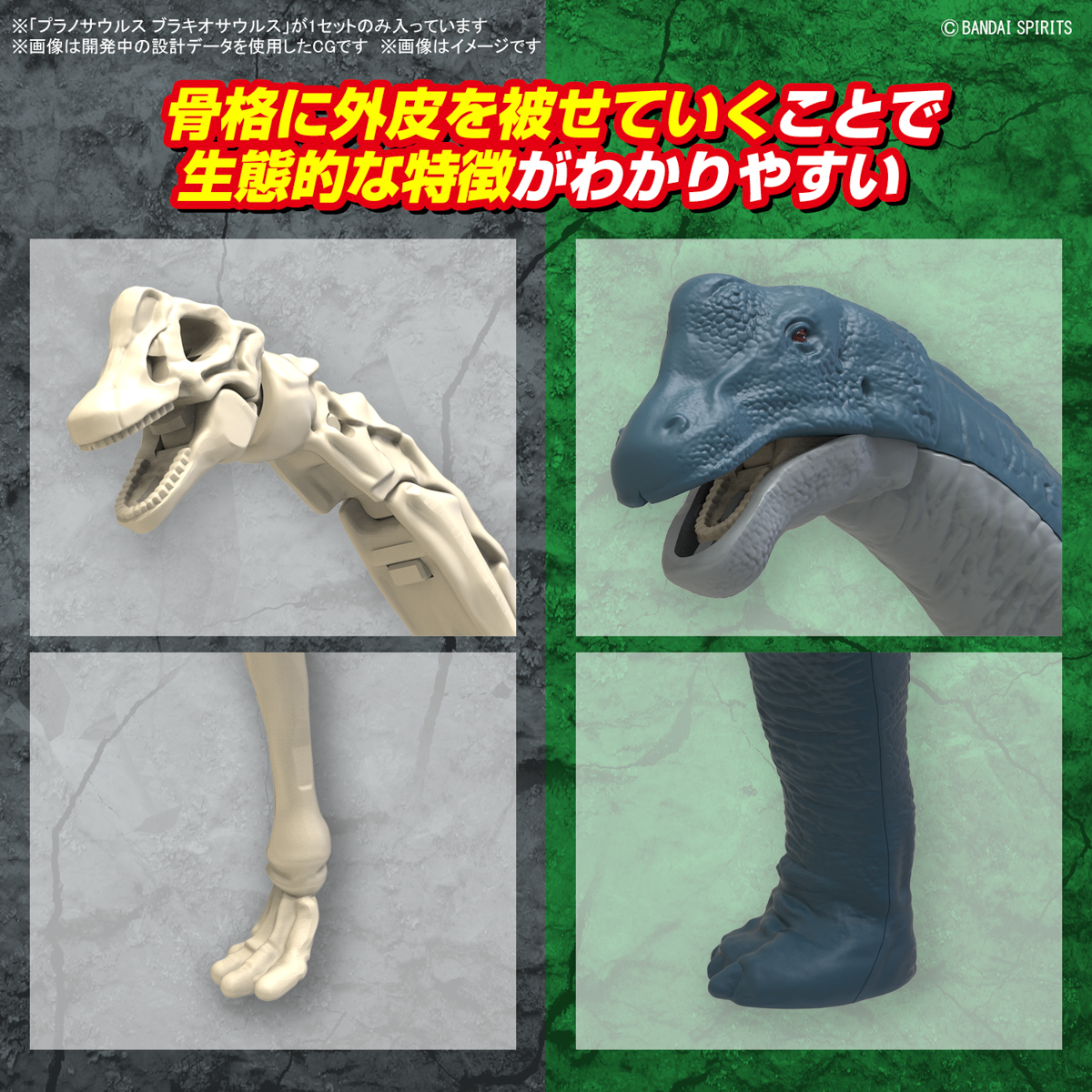 <Preorder ปิดรับวันที่ 15/6/2024 > 🔔เปิดรับPreorder ไม่ต้องมัดจำครับ planosaurus brachiosaurus