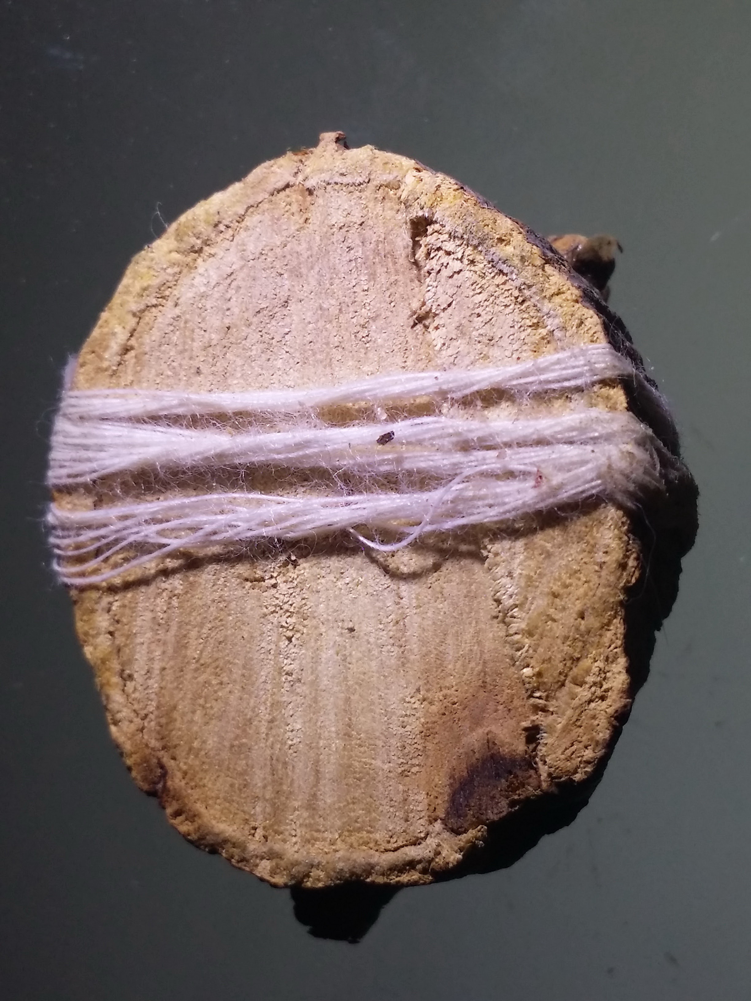 antig FB 468 เครื่องรางของขลัง ไม้มงคล พันด้วยด้ายสายสิญจน์ ปิดทองคำเปลว