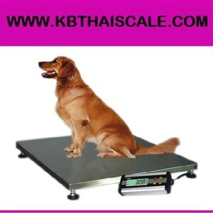 เครื่องชั่ง (เเมว สุนัข อื่นๆ)